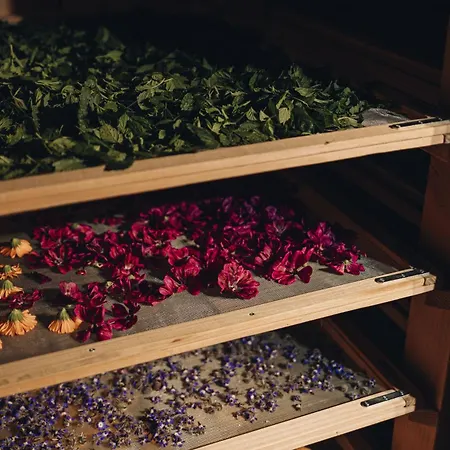 Agroturismo Fontaine Aux Herbes - Humulus Lupulus *