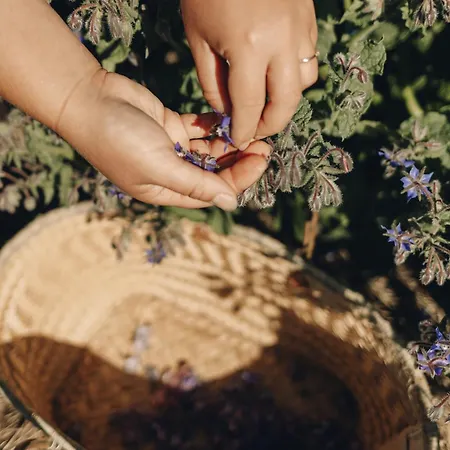 Agroturismo Fontaine Aux Herbes - Humulus Lupulus Clarbec