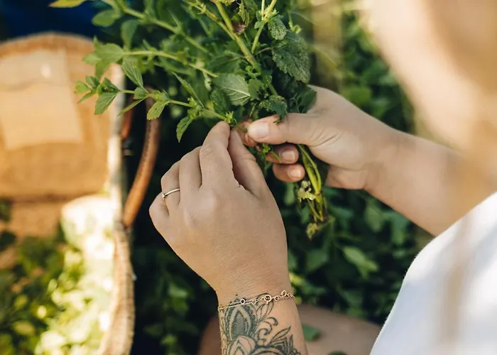 Feriegård Fontaine Aux Herbes - Humulus Lupulus Clarbec