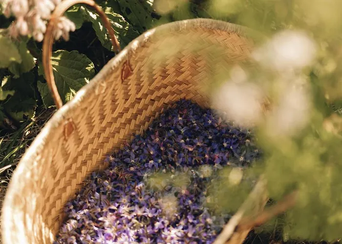 Fontaine Aux Herbes - Humulus Lupulus * Clarbec